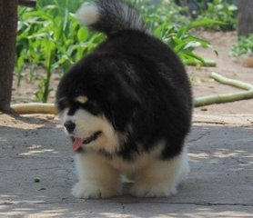 那些你不知道的狗狗小秘密,那些你不知道的秘密图片