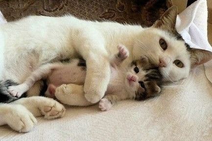 猫宠知识,宠猫知识