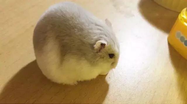 你不知道的仓鼠小秘密,适合学生党的小仓鼠