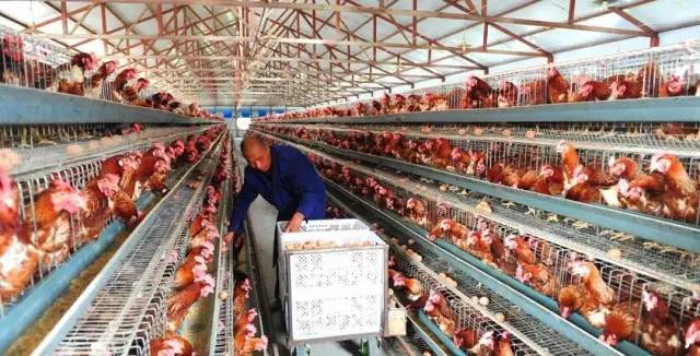 一个老板挖个鱼塘,杭州一老板挖个鱼塘