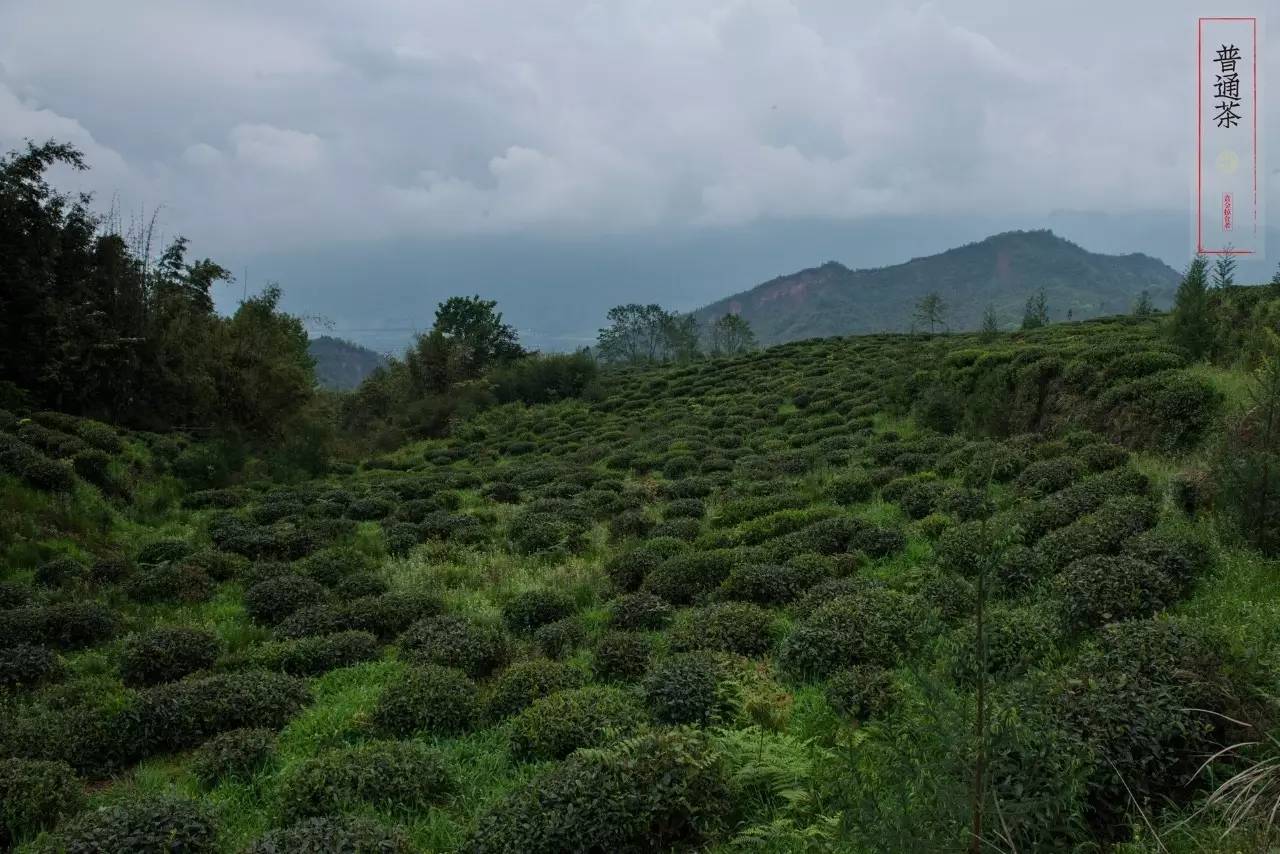 李明青藏特产,李明普洱茶