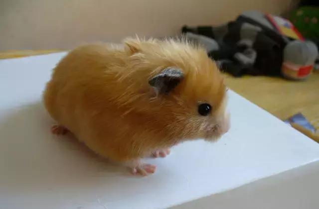 你不知道的仓鼠小秘密,适合学生党的小仓鼠