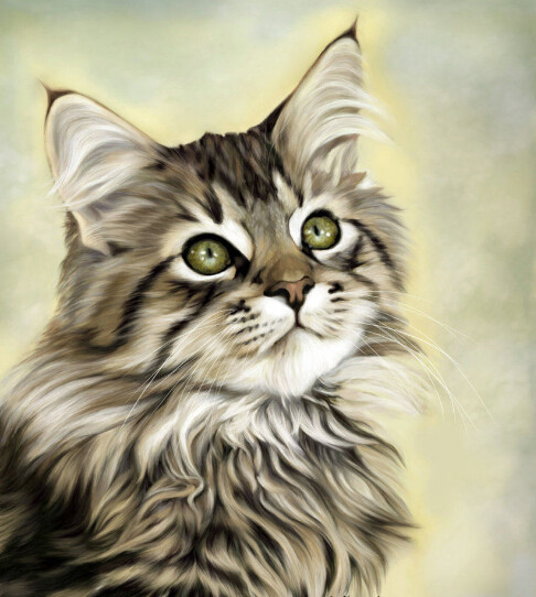 缅因库恩猫白色,缅因库恩猫很少人养