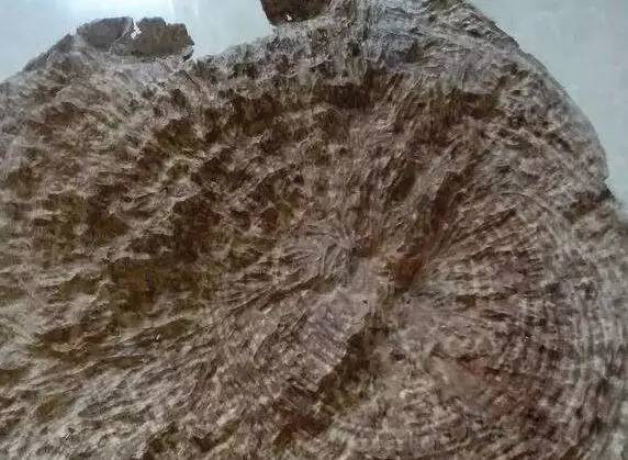 沉香线香术语与品评,关于沉香的100种术语