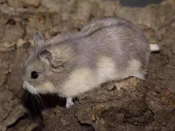 学生党仓鼠推荐,小仓鼠的小秘密