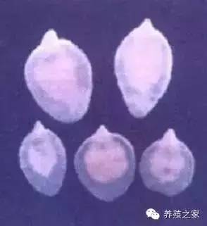 最全羊寄生虫病图谱及治疗处方（珍藏版）？