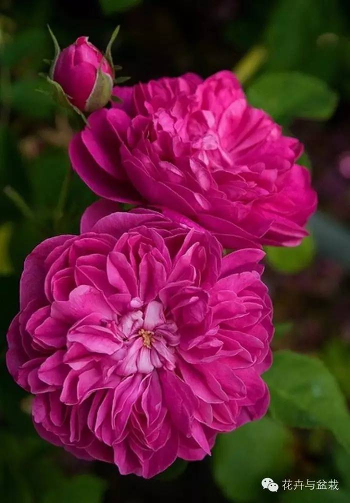 地球上那些奇异的花儿，特别的花送给特别的你