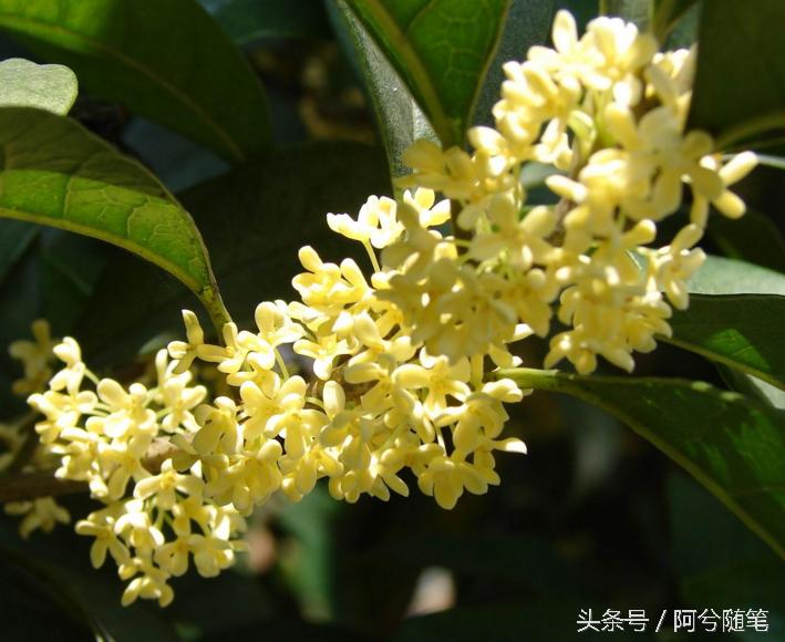 适合种植在庭院的植物大全,农村常见的植物盆栽