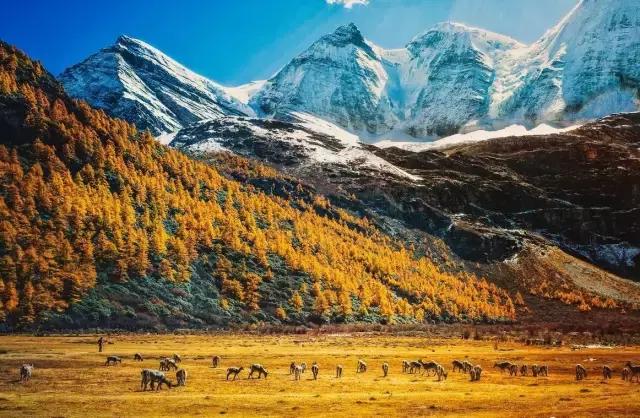 到底是去西藏还是去川西,西藏与川西这辈子总要来一趟吧