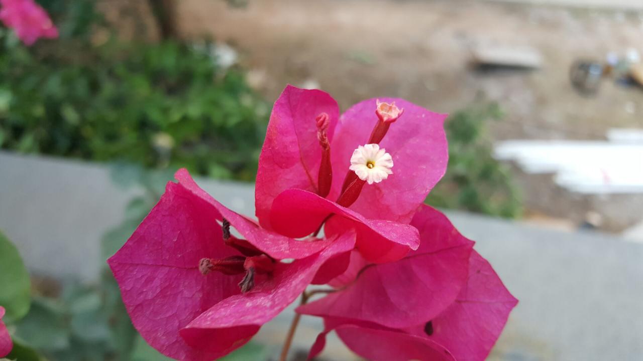 金立m6和plus哪个好,金立m6splus测评