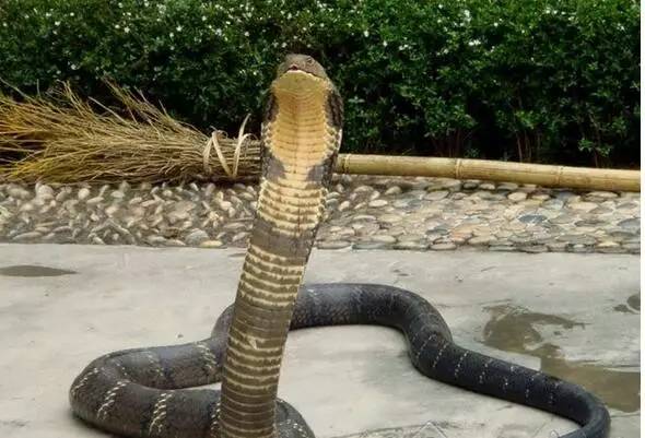 恐怖诡异的五步蛇,惊现两条巨型五步蛇