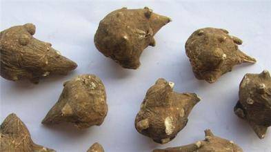 中药知识必学牡蛎,中药知识必学泽兰