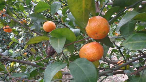 南昆山哪里好玩,惠州龙门南昆山