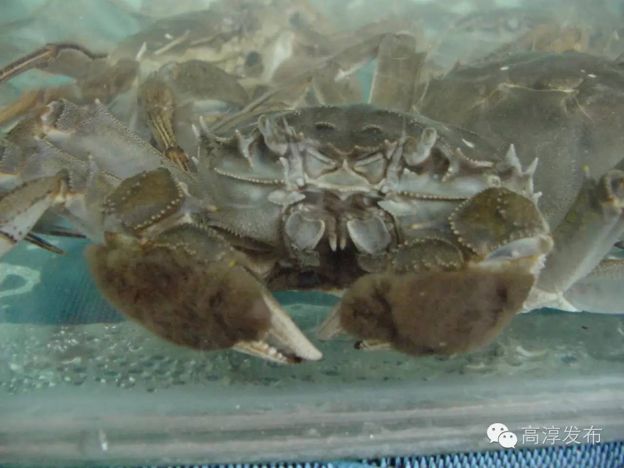 10月1日高淳螃蟹价格,高淳螃蟹价格最新行情11月11日