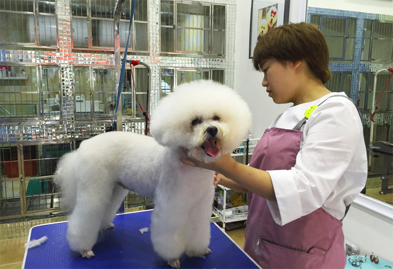 成都到底有好时尚？看下这些宠物你就晓得了