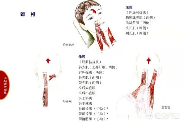 上背部受伤的康复训练,上背康复训练动作