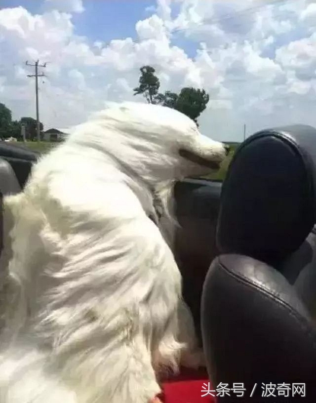 大风天要不要带娃出门,大风天带比熊出门