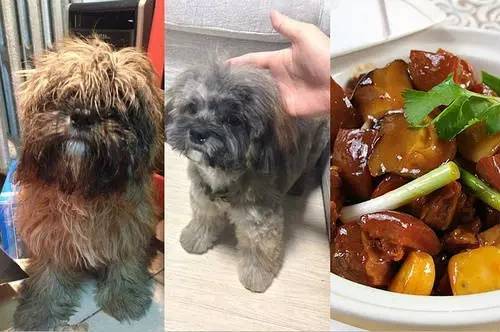 狗狗对着门外大叫是怎么了,狗为什么老是敲自己家的门