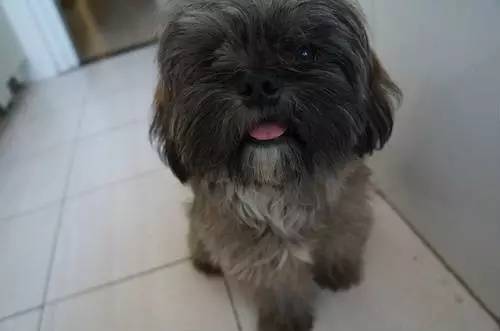 狗狗对着门外大叫是怎么了,狗为什么老是敲自己家的门