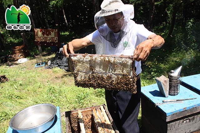 纯正原蜜是什么,商品蜜和原蜜有啥区别