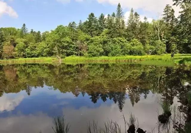 仙女山国家森林公园最美景色,仙峰国家森林公园千年红豆杉景区
