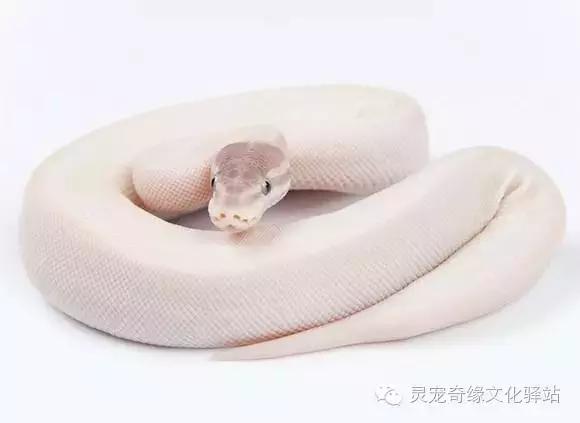 球蟒基因组合大全,球蟒基因品系图鉴下载