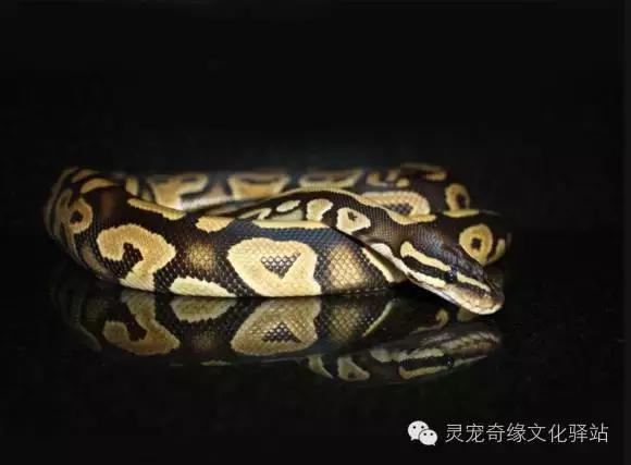 球蟒基因图鉴入门,球蟒基因品系大全