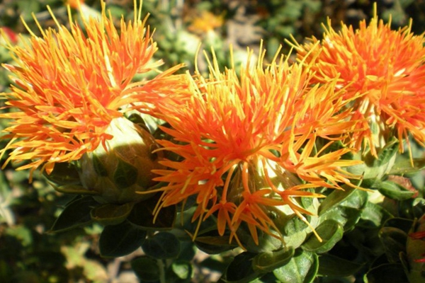 红花对妇科炎症有效果吗,妇科一点红草药