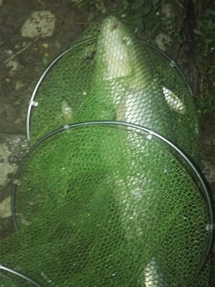 东江小湖野钓,东江野钓大一点的鱼