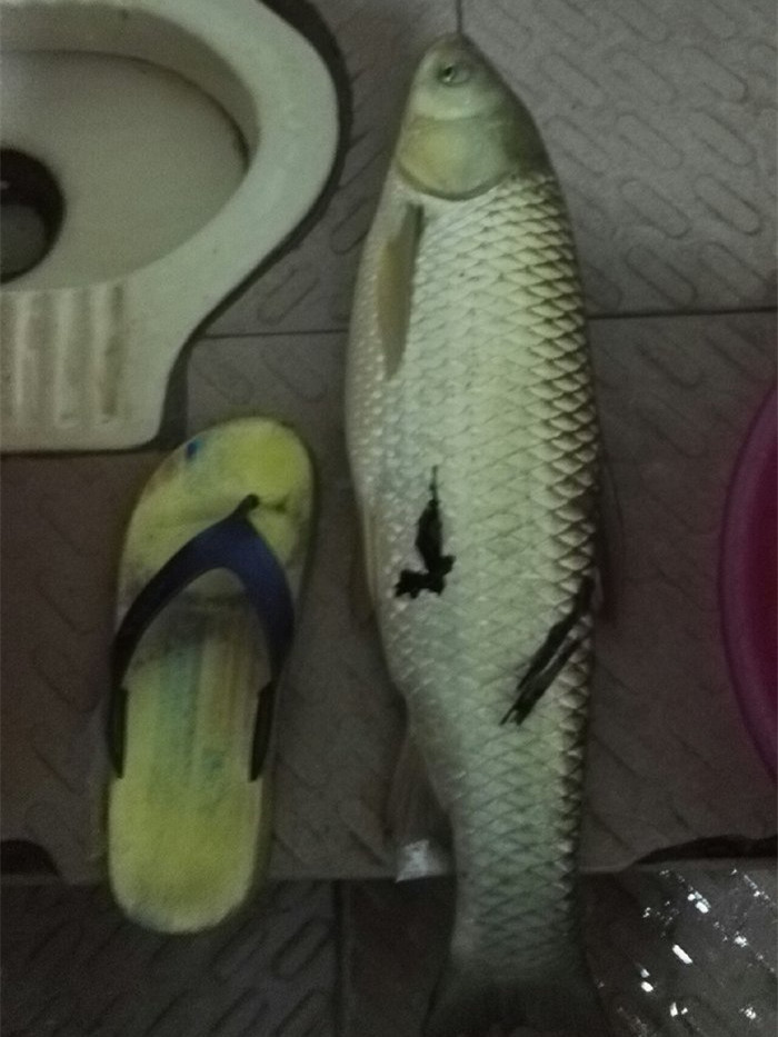 东江小湖野钓,东江野钓大一点的鱼