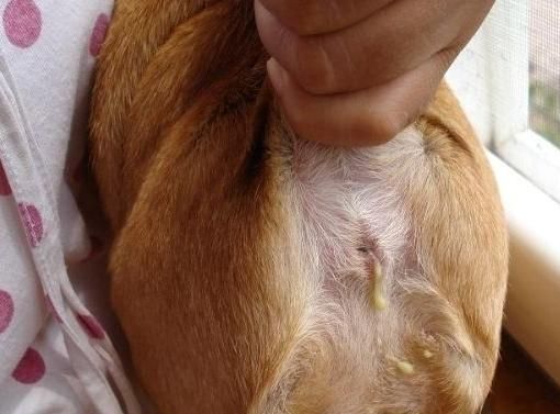 狗身上的腥味怎么才能去除,狗狗身上又腥又臭怎么回事