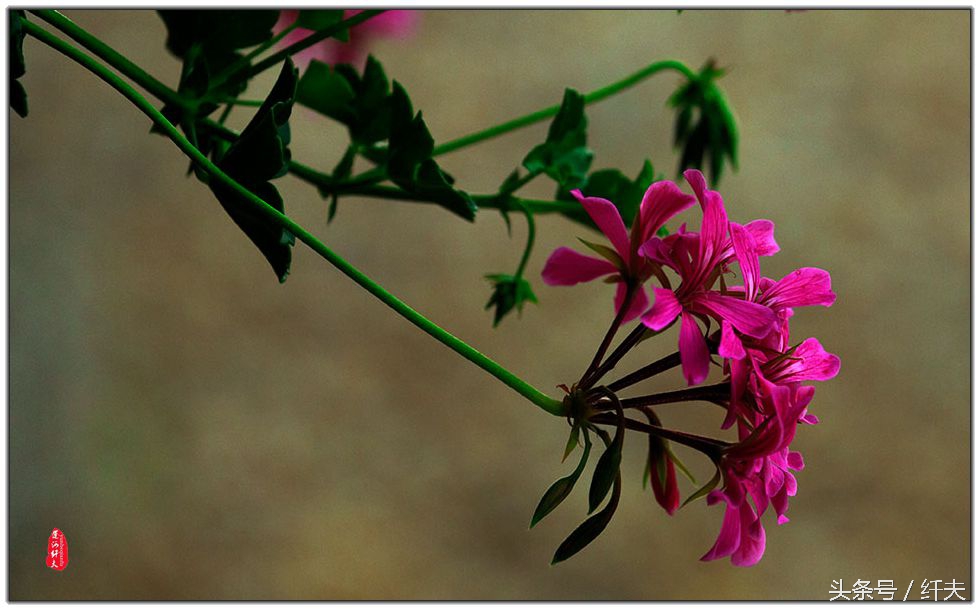 姹紫嫣红入夏来,姹紫嫣红等你来