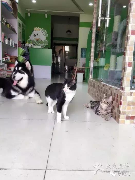 威海最全的宠物店汇总!喵奴汪主人还不速速收藏!
