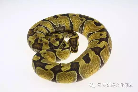 球蟒基因组合大全,球蟒基因品系图鉴下载
