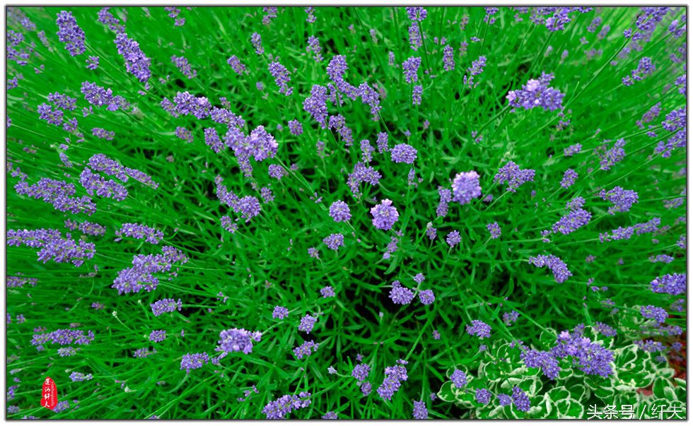 姹紫嫣红入夏来,姹紫嫣红等你来