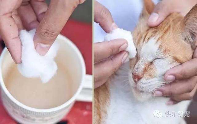 猫咪爱流眼泪还有分泌物,猫咪流眼泪有分泌物用什么药