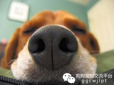 狗狗怎么看发烧没发烧,狗狗发烧了怎么办用最简单的方法