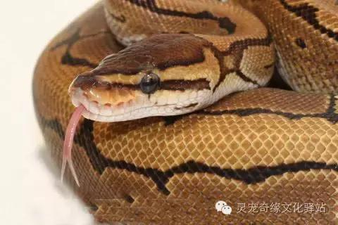 球蟒基因组合大全,球蟒基因品系图鉴下载