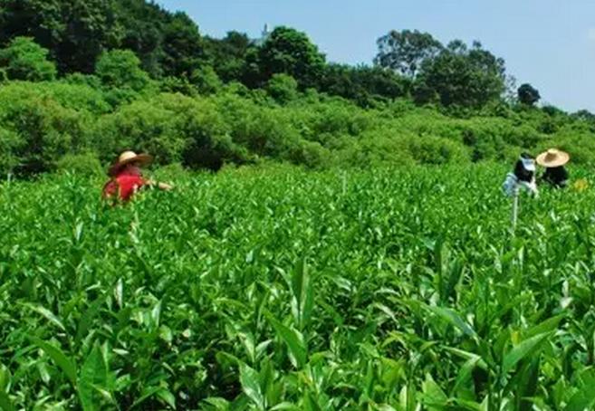 开学啦学英语,开学啦国学