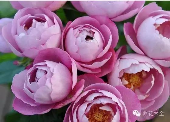 冰淇淋月季快开花的样子 (夏花标准的月季)