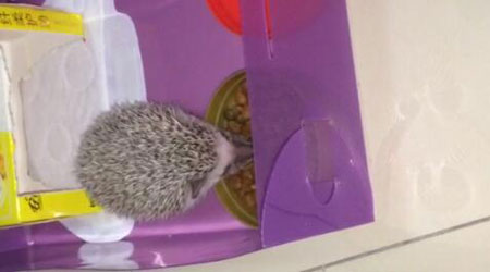 养刺猬是一个怎样的体验？