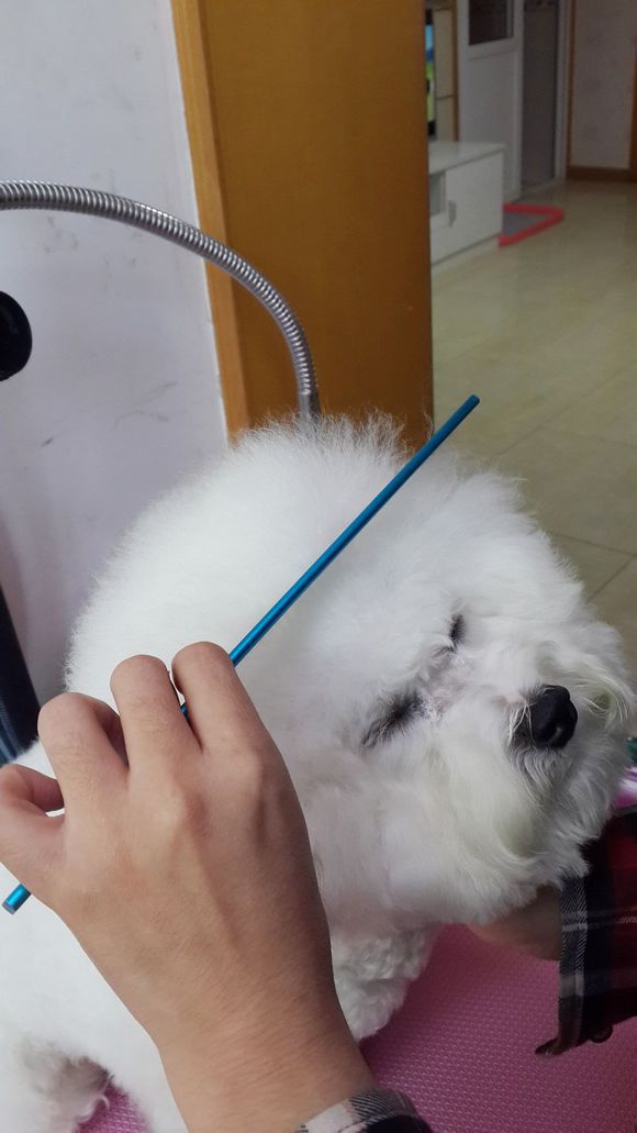 比熊怎么喂省钱,比熊自己做饭的健康食谱