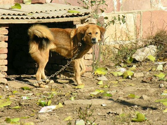 纯纯的土狗,纯纯的小土狗