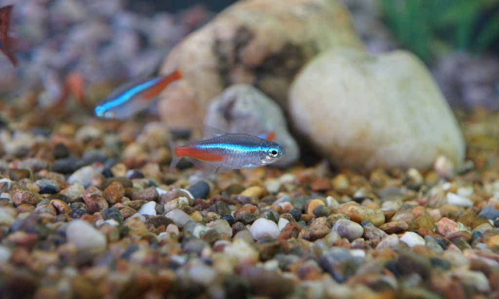 斑马鱼的养殖方法和注意事项,小观赏鱼斑马鱼怎么养好