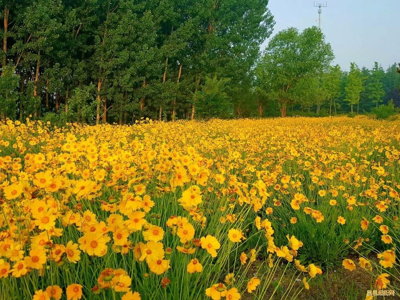 潍坊昌邑，一座如此好色之城，我的家乡我骄傲