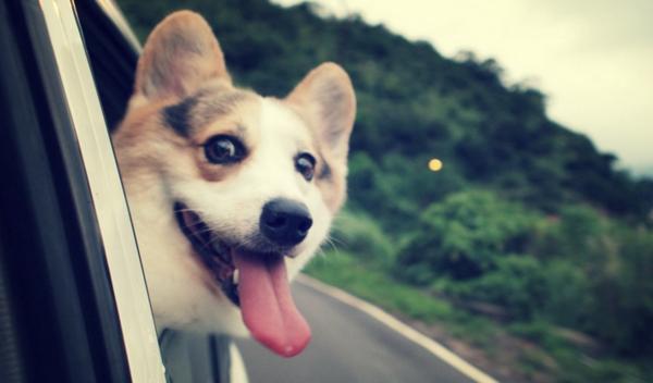 宠物狗市场黑话,宠物市场的狗到底能不能买