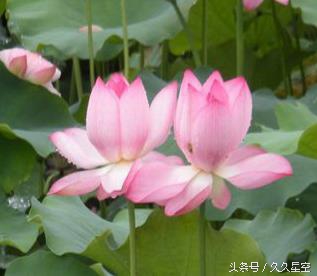 世上最完整的生肖配对,未来三年结婚运势最强生肖