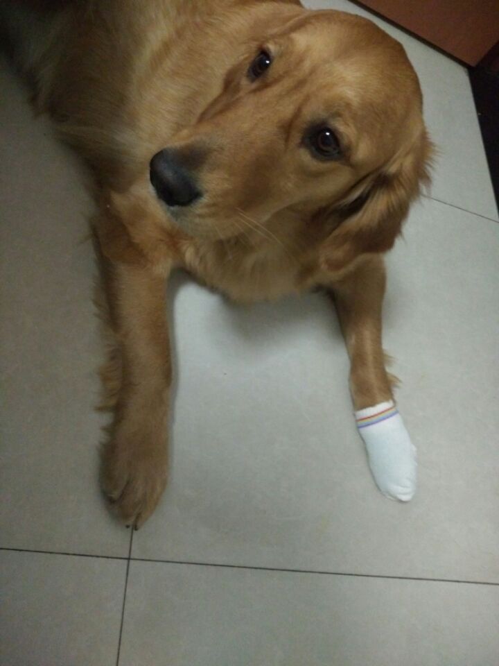 金毛脚掌受伤了怎么办,金毛脚掌受伤恢复