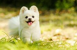 办狗证需要每年交年费吗,狗证管理费有什么用