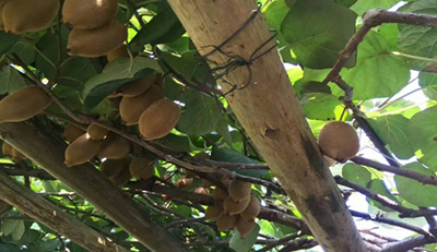 “农尚优果”这个果汁品牌一夜爆红,果能量充足